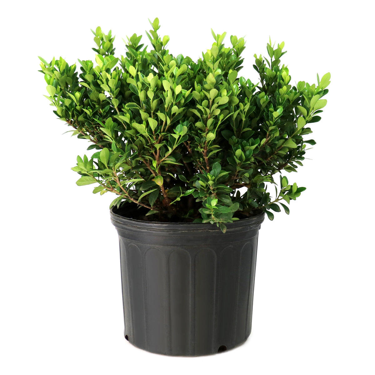 Live Flowering Gardenia Shrub 10-Inch Pot W377