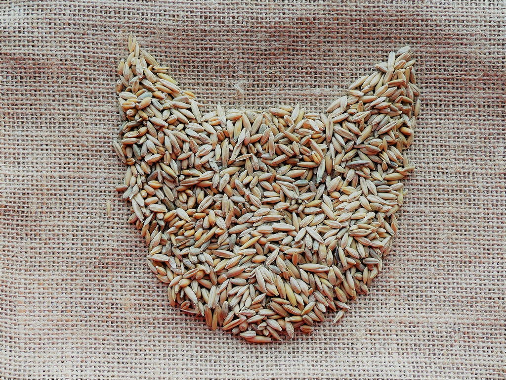 100% Organic Cat Grass Seed Mix 6 Ounce L294